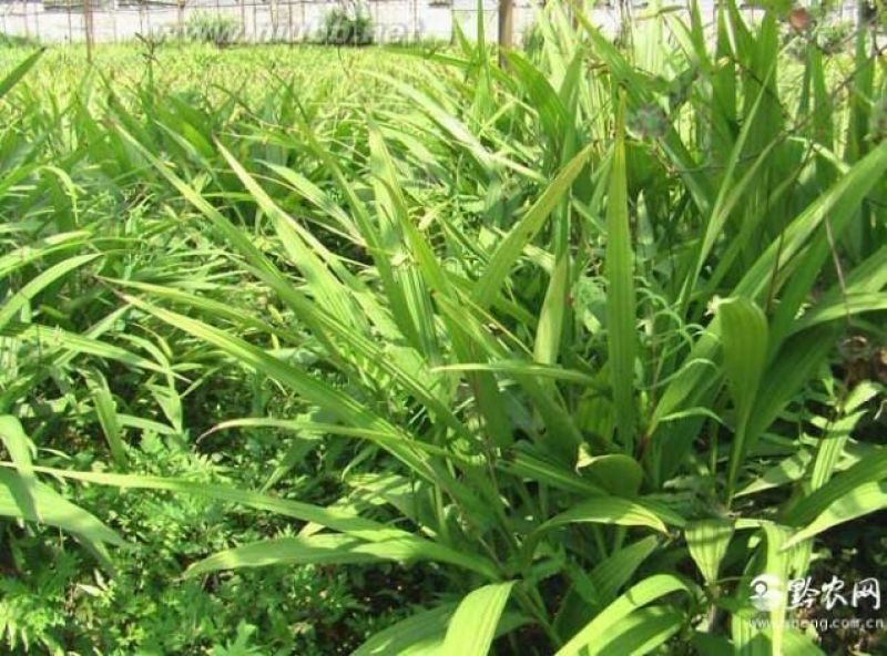 白芨选货