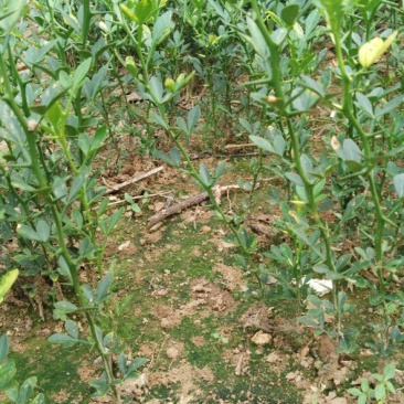 枳壳苗一年苗二年苗保品种量大从优