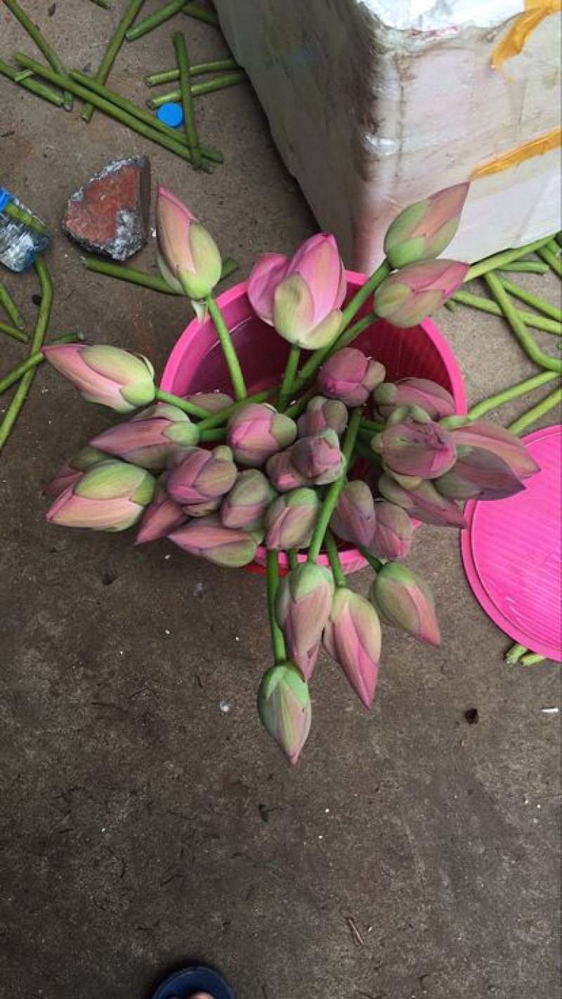 莲蓬5~8cm