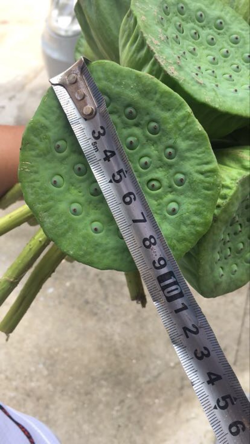 莲蓬5~8cm