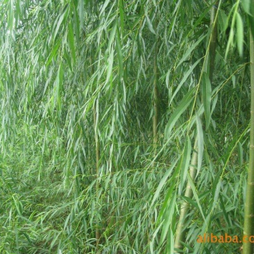 竹叶柳树苗压条50~60cm