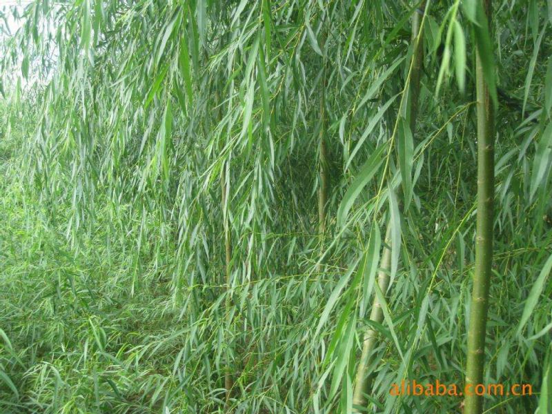 竹叶柳树苗压条50~60cm