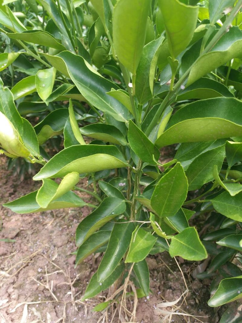 大雅柑1号柑桔苗30~50cm