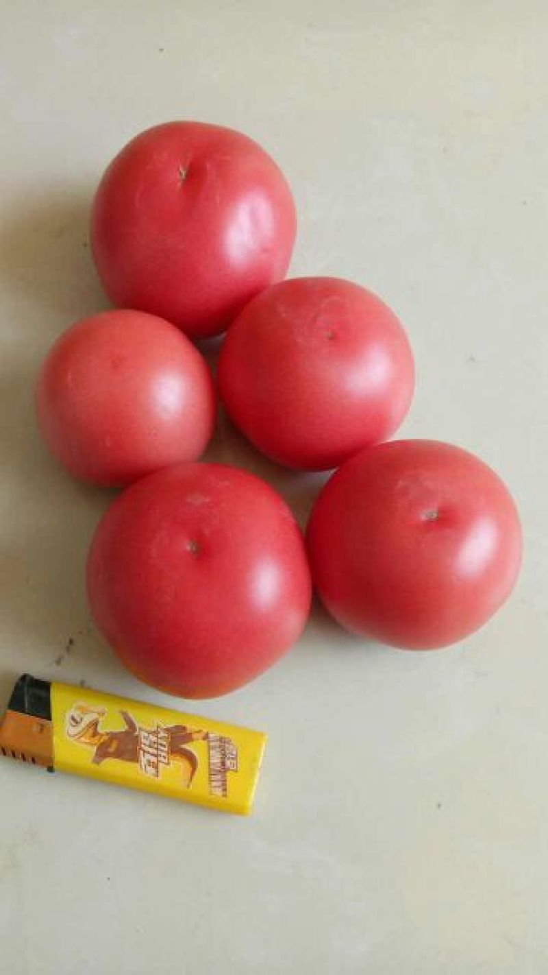 【精品优惠】硬粉西红柿弧三以上硬粉通货上市中