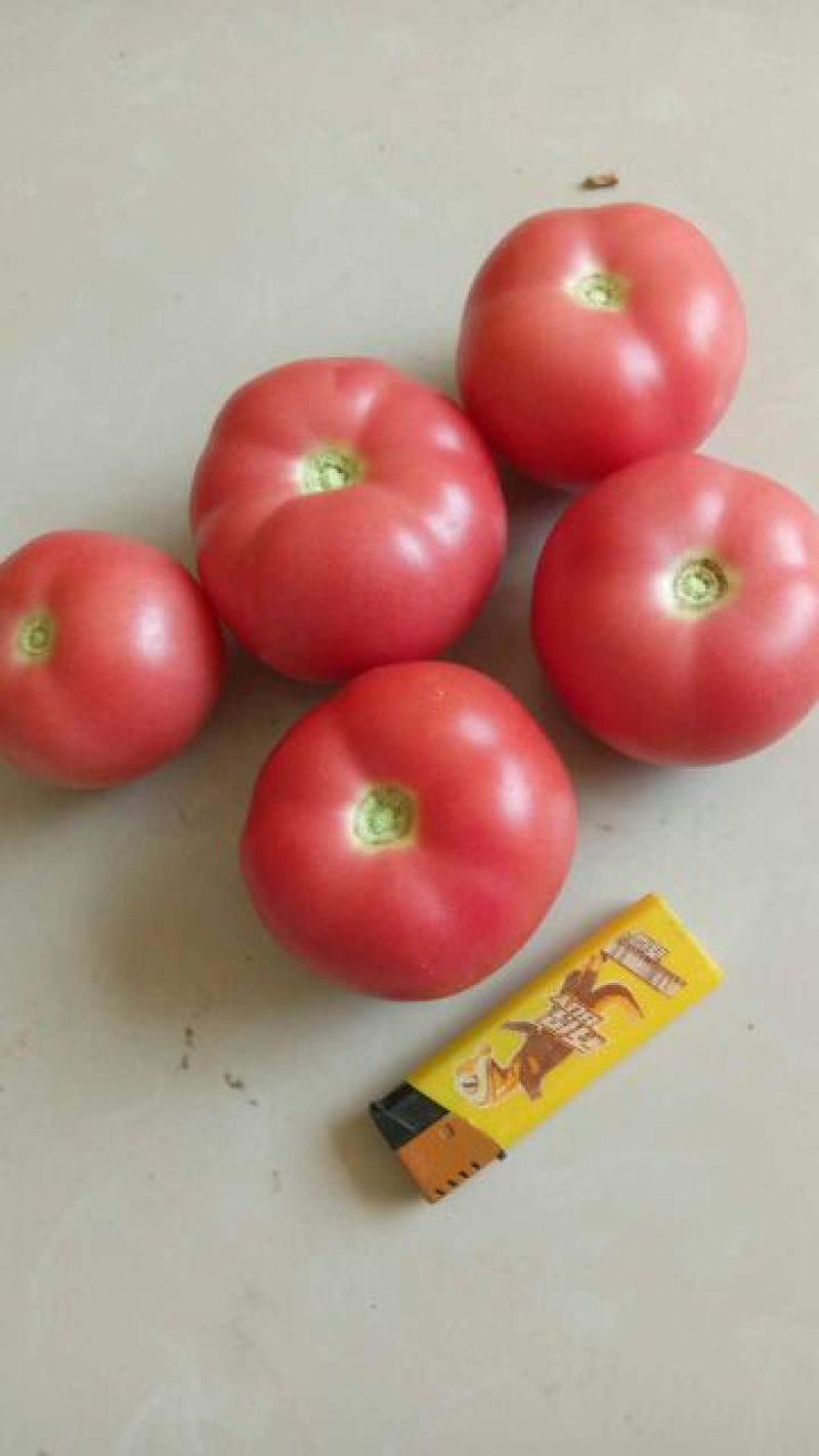 【精品优惠】硬粉西红柿弧三以上硬粉通货上市中
