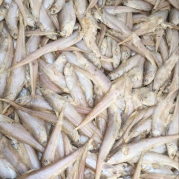 毛刀鱼食用冻鱼