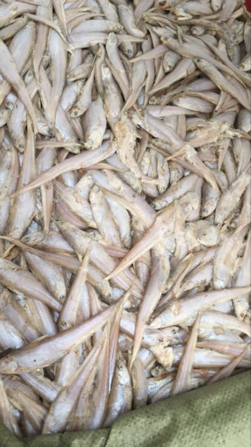 毛刀鱼食用冻鱼