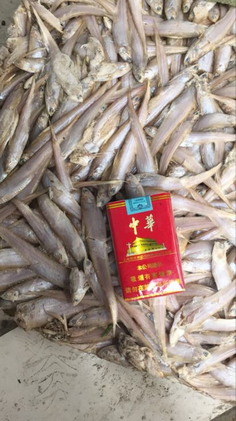 毛刀鱼食用冻鱼