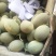 西州蜜瓜3斤以上椭圆形