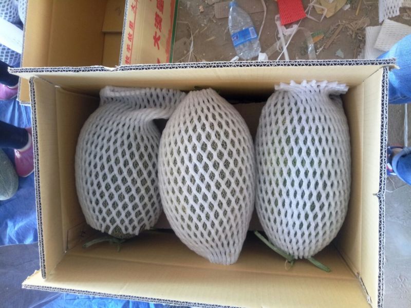 西州蜜瓜3斤以上椭圆形