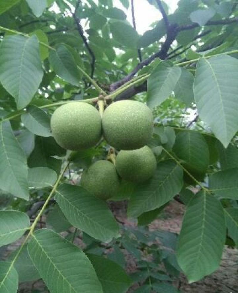 青皮核桃青皮湿