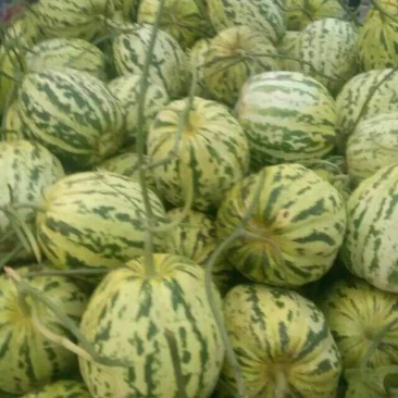 花蕾甜瓜1斤以上通货货源充足货多量大