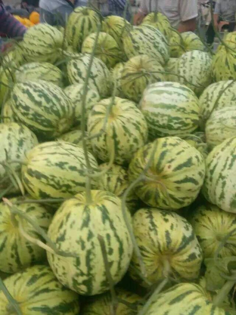花蕾甜瓜1斤以上通货货源充足货多量大
