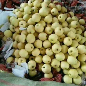 黄金梨