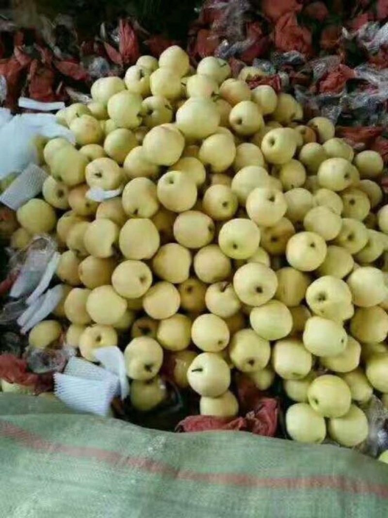 黄金梨