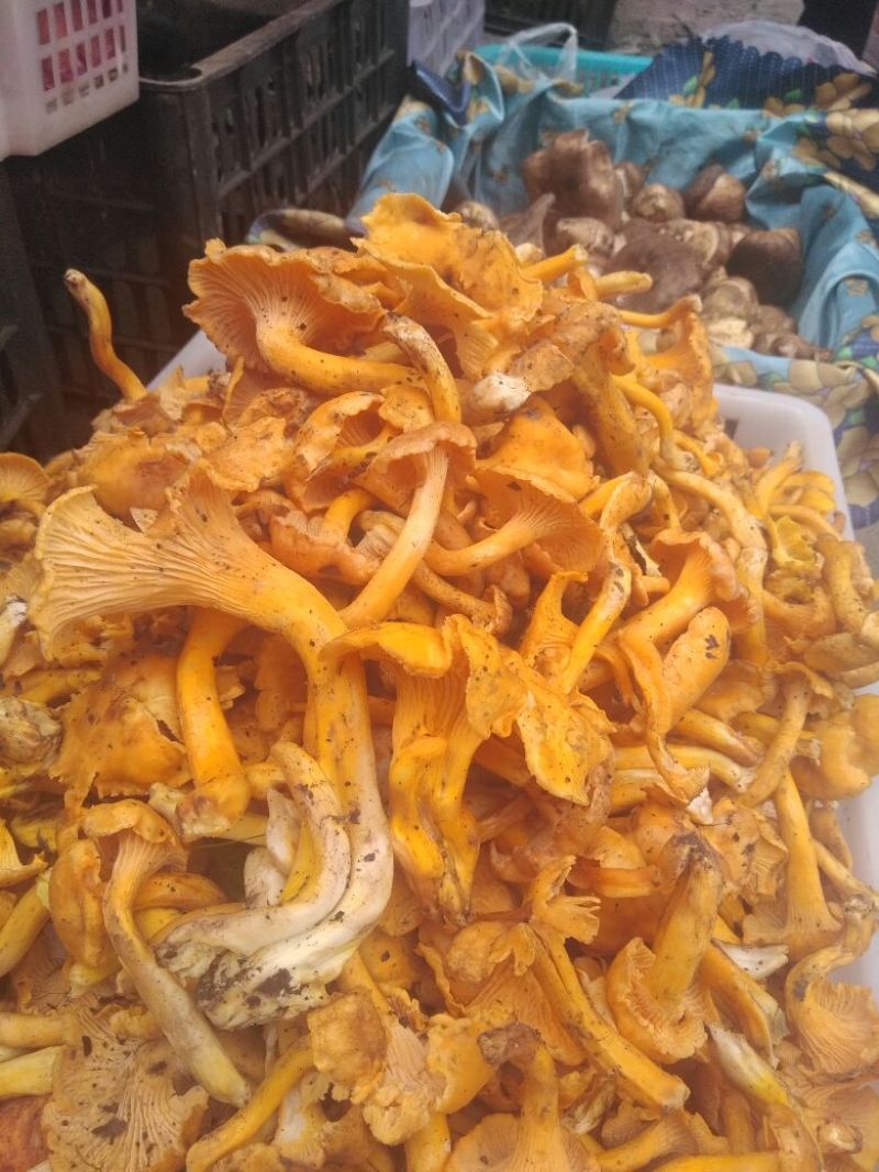 黄丝菌野生