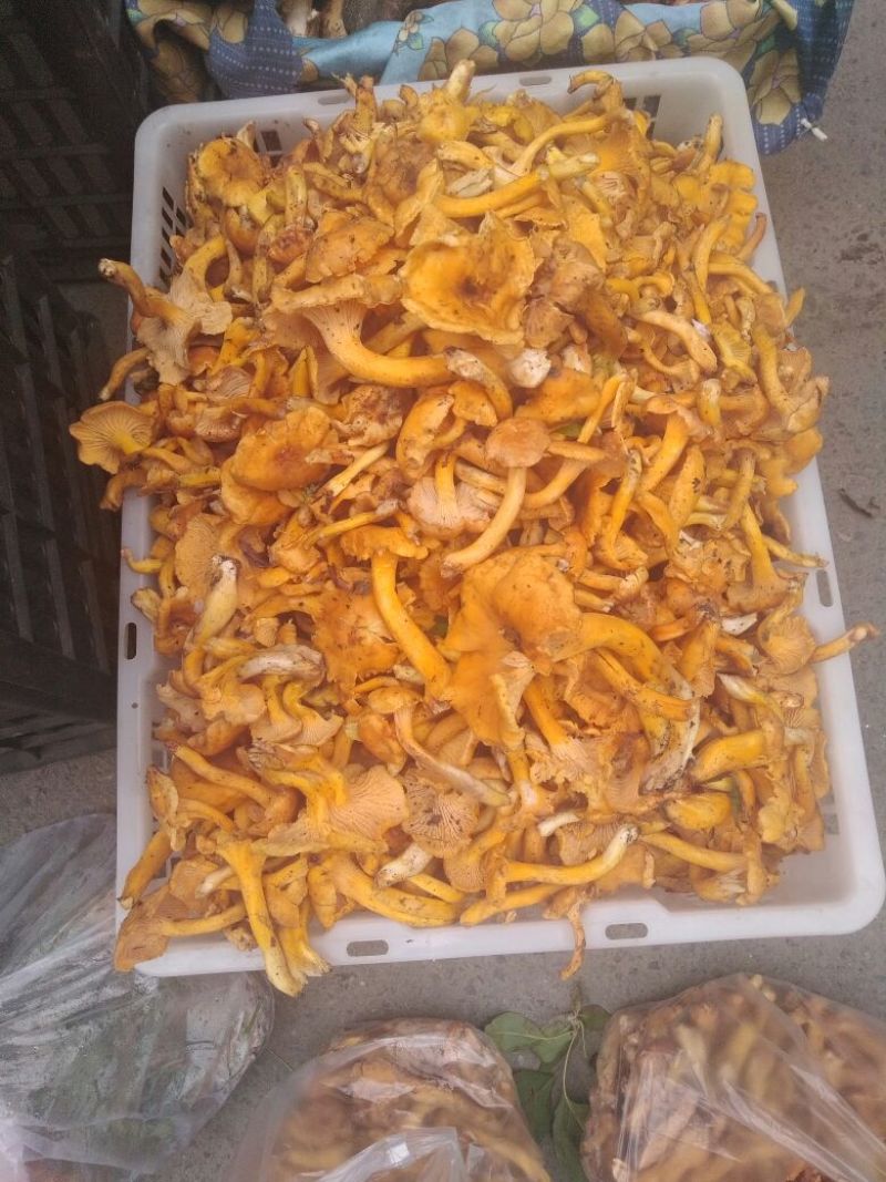 黄丝菌野生