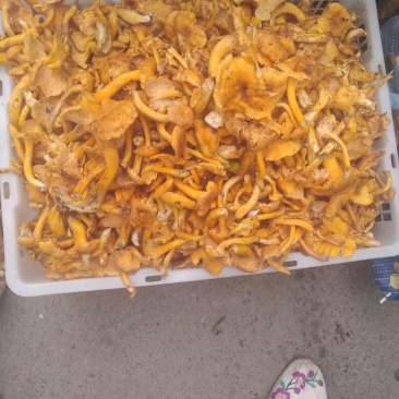 黄丝菌野生