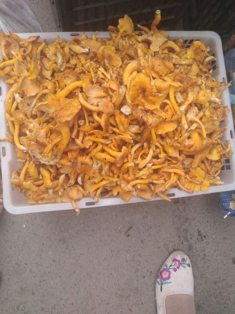 黄丝菌野生