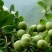 青皮核桃青皮湿