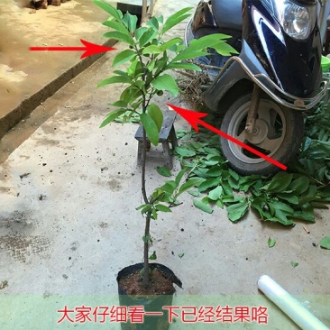 释迦苗30~50cm