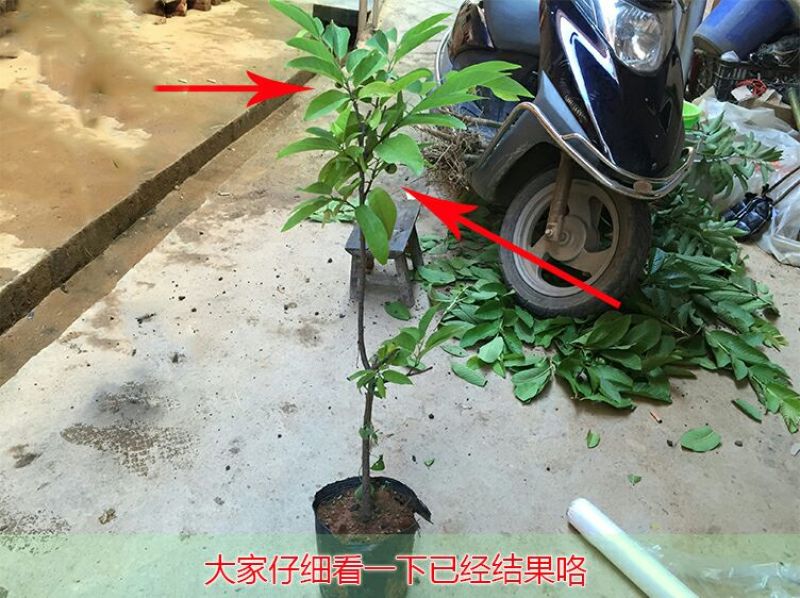 释迦苗30~50cm