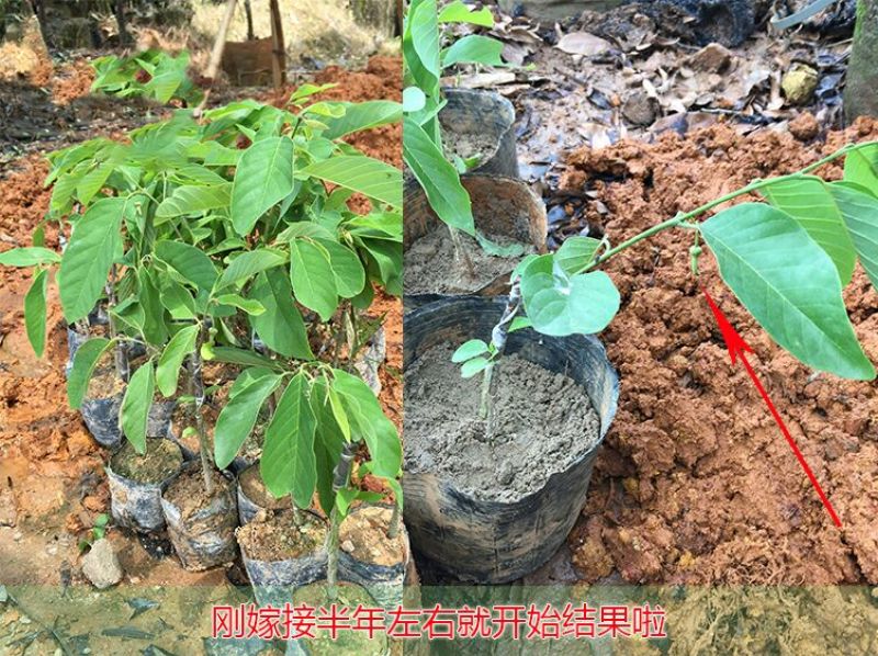 释迦苗30~50cm