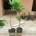 释迦苗30~50cm
