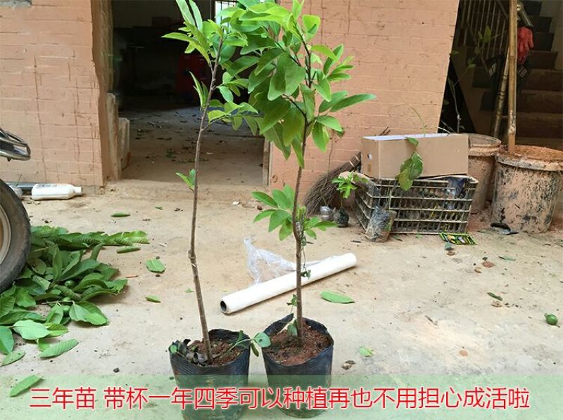 释迦苗30~50cm