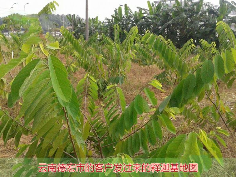 释迦苗30~50cm