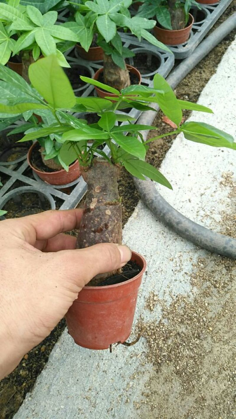 发财树带盆栽好