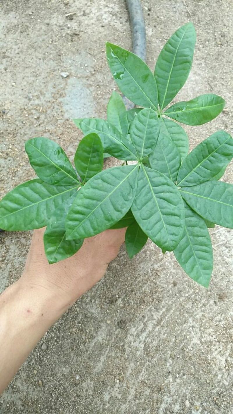发财树带盆栽好