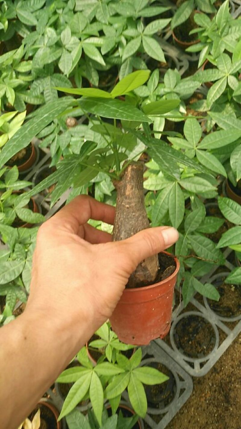 发财树带盆栽好