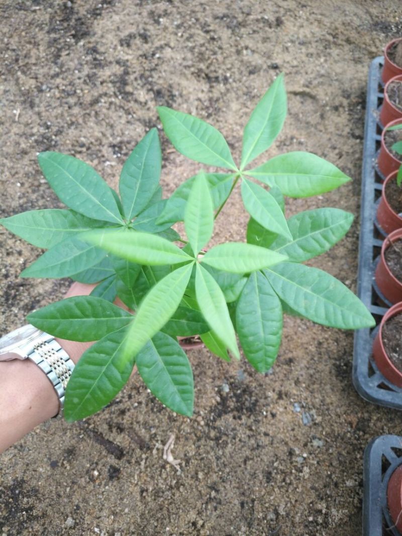 发财树带盆栽好