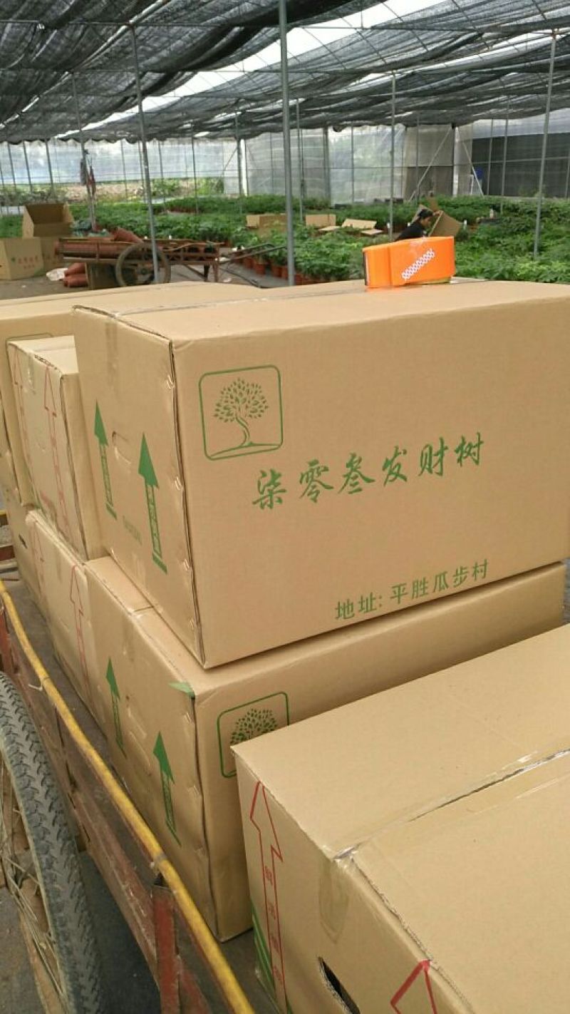 发财树带盆栽好