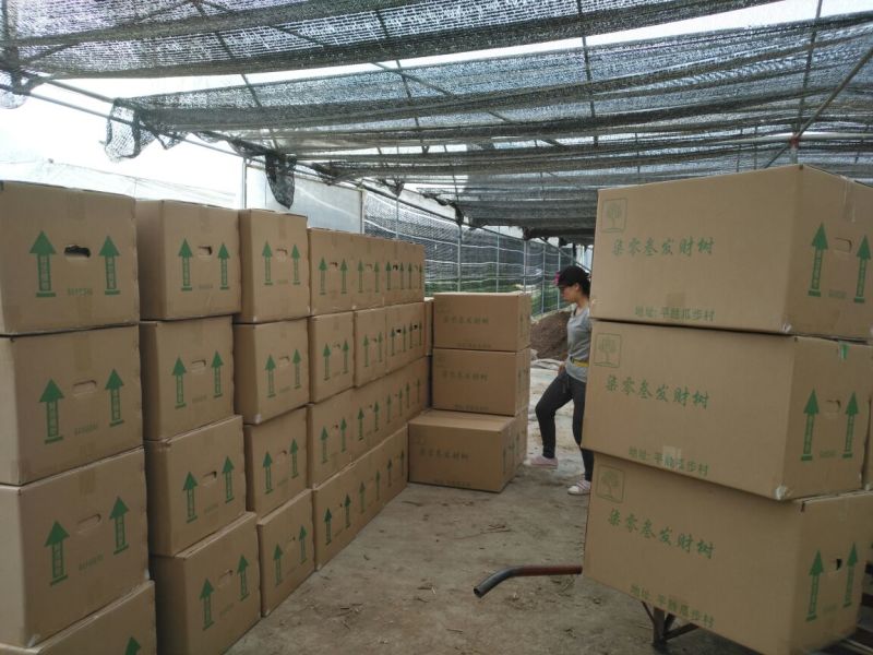 发财树带盆栽好