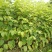 万寿菊种苗