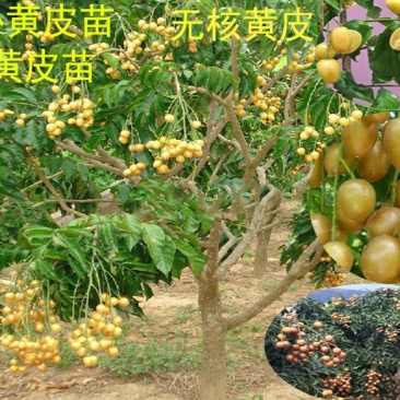 黄皮果苗30~50cmcm