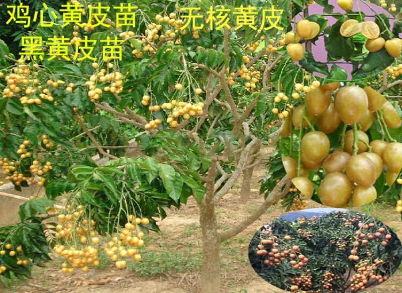 黄皮果苗30~50cmcm