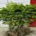 黄皮果苗30~50cmcm