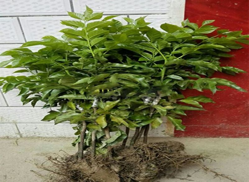 黄皮果苗30~50cmcm