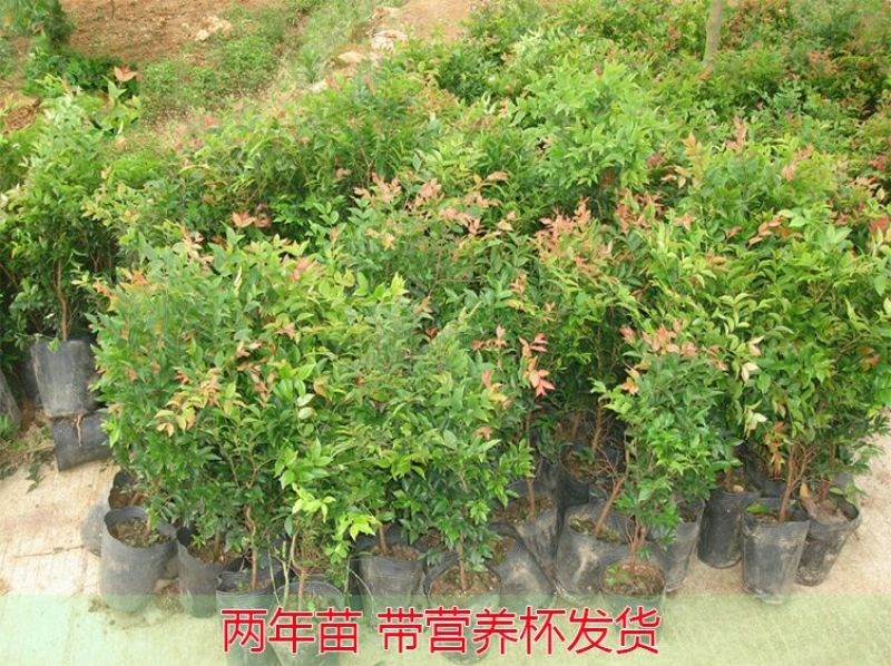 嘉宝果树苗2年