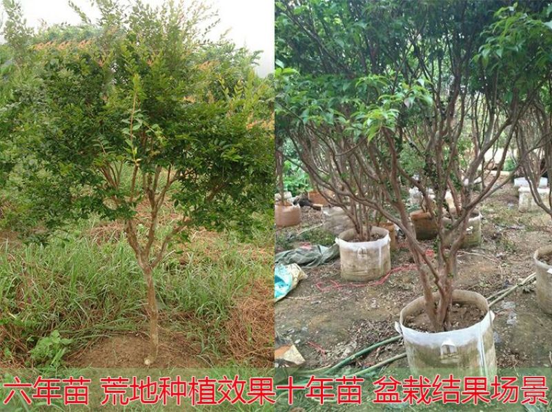 嘉宝果树苗2年