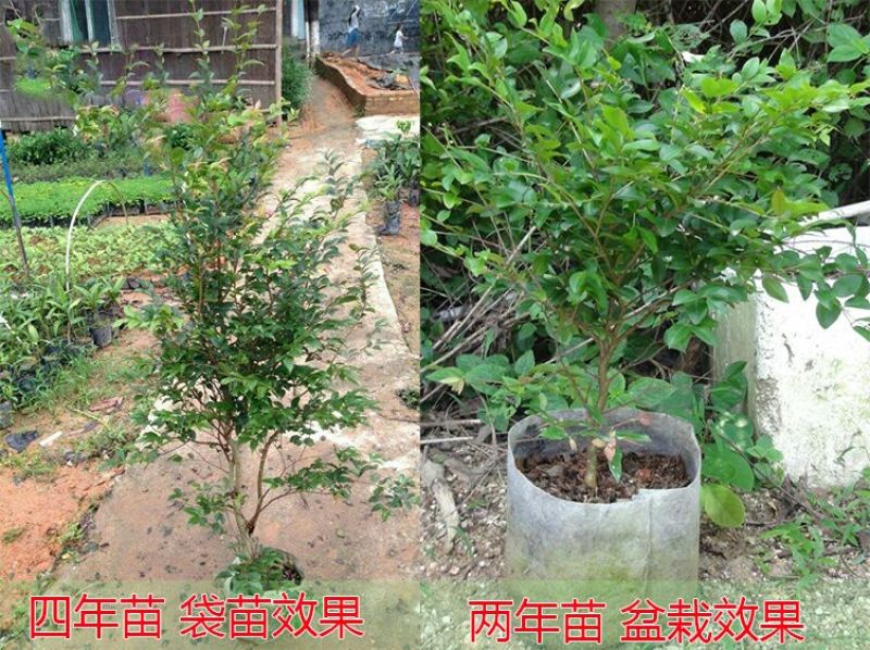 嘉宝果树苗2年