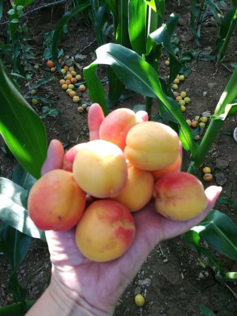 杏干