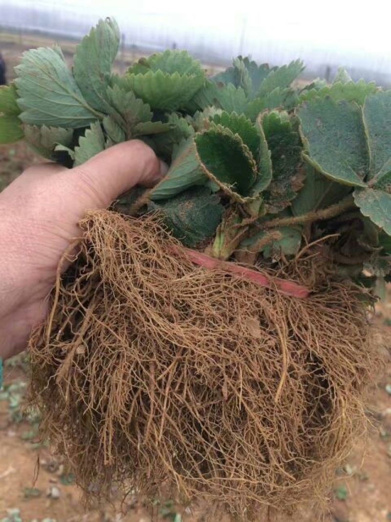 甜查理草莓苗根系发达产量高