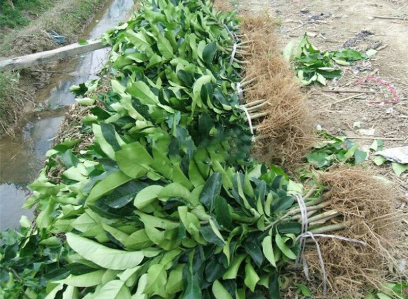 三红蜜柚苗1cm以上0.5~0.8m