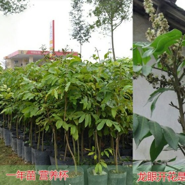 龙眼树苗50~80cm