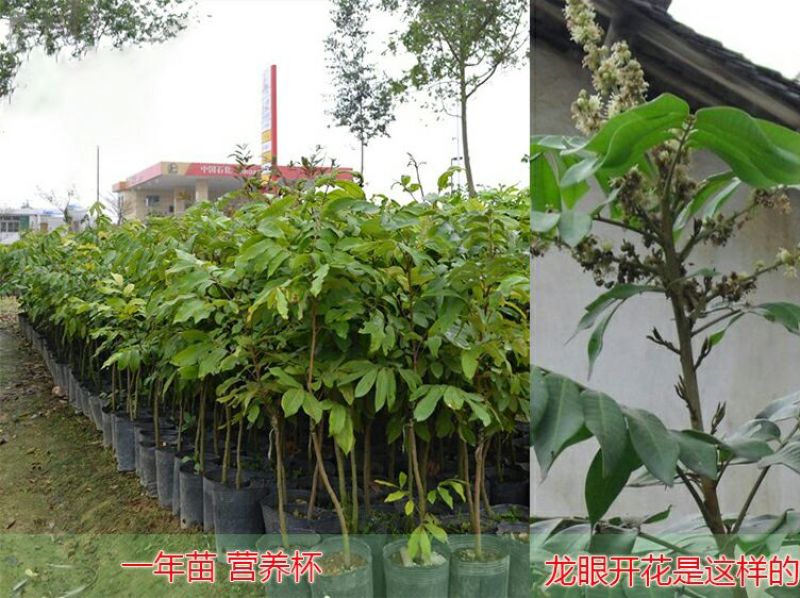 龙眼树苗50~80cm