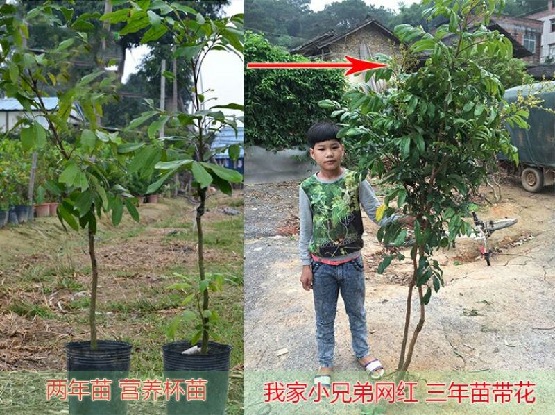 龙眼树苗50~80cm